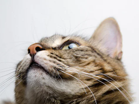 Können Katzen Gehirnerschütterungen bekommen?