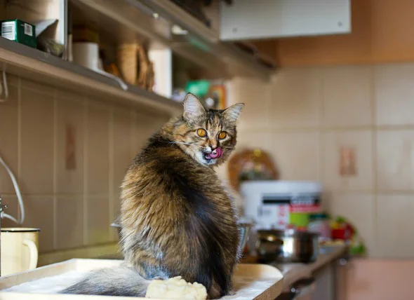 Menschliche Nahrungsmittel, die für Katzen gefährlich sind