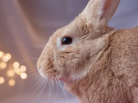 Stromkabel-Bissverletzungen bei Kaninchen