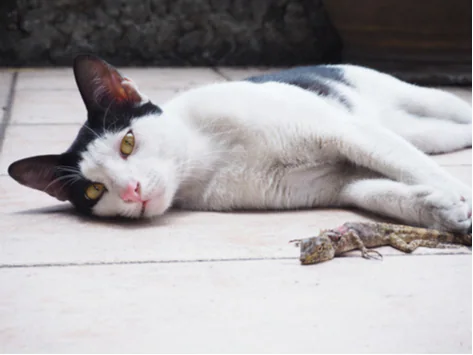 Was ist zu tun, wenn Ihre Katze eine Eidechse oder einen Frosch frisst?