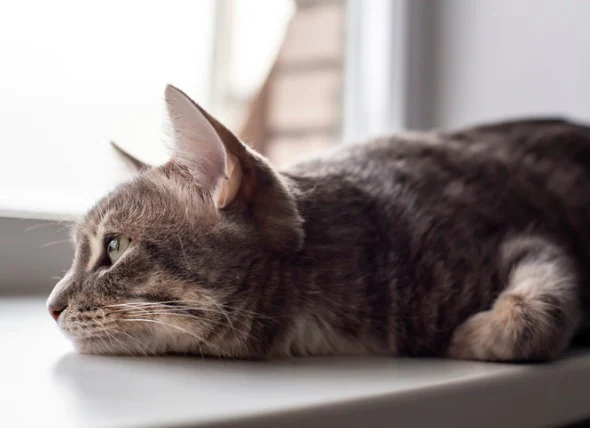Was verursacht Katzendurchfall und was kann man dagegen tun?